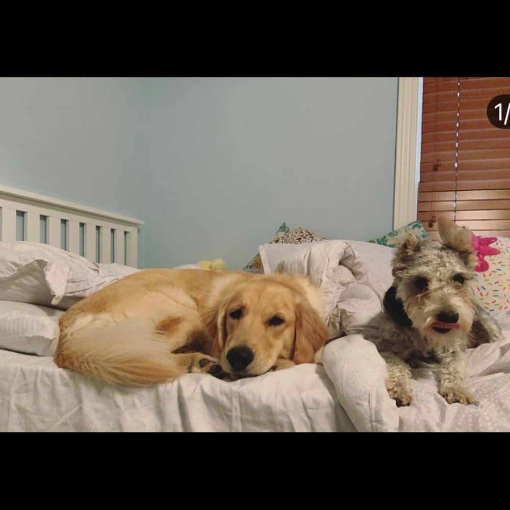 Meet your Posher, Camryn